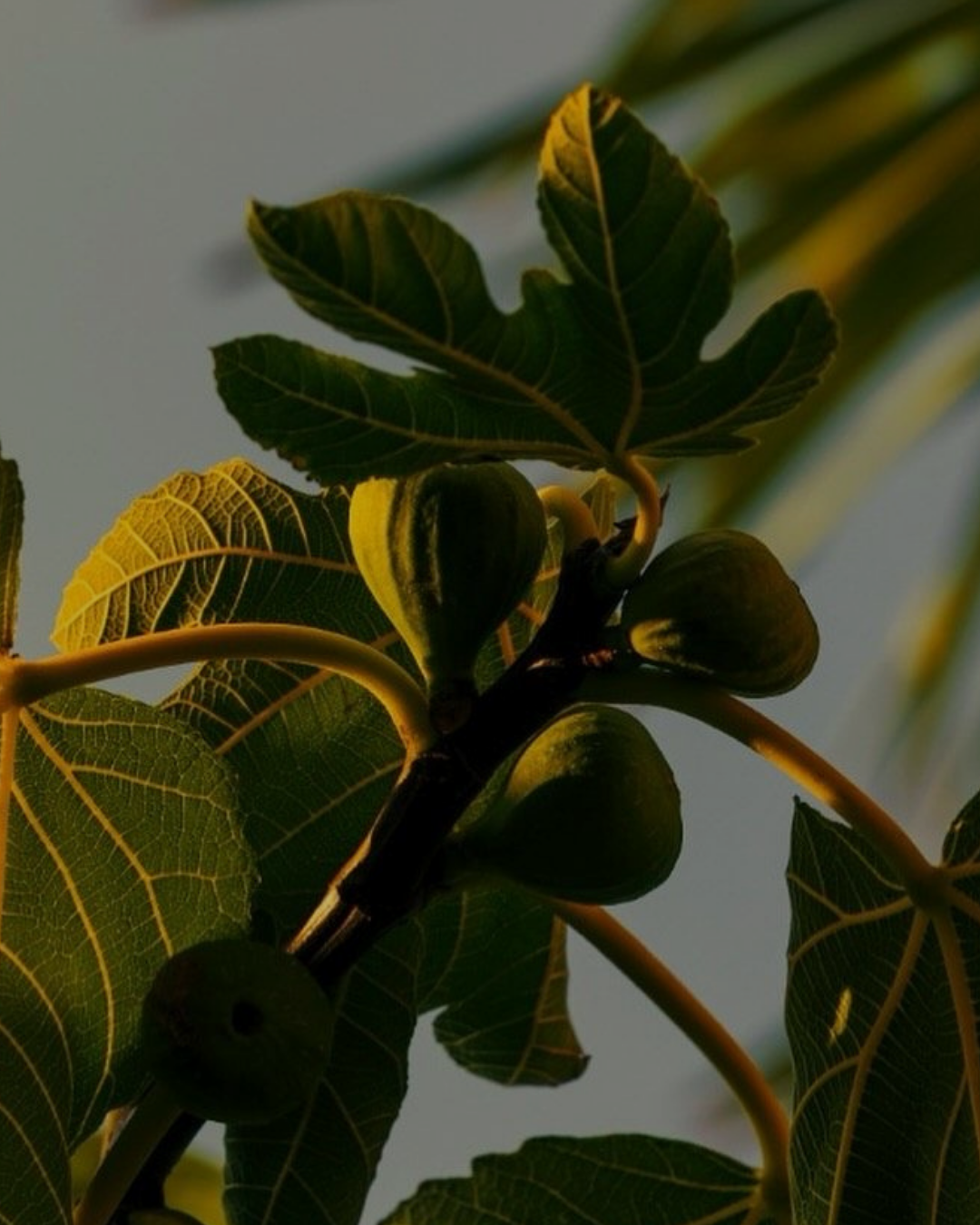 Why Botanical Scalp Serums Are Key to a Better Hair Growth Environment